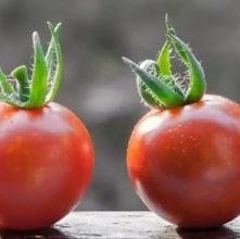 Long Term Sustainability Projects: Better Support for the Food Chain Long Term Sustainability Projects: Better Support for the Food Chain